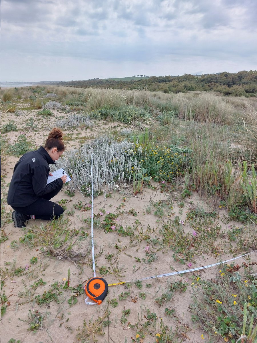 LuciaSantoianni's tweet photo. Annual monitoring of the @lteritaly permanent plots, Foce Trigno - Marina di Petacciato site. 
Stay tuned for updates on our coastal ecosystems! 🌊 #LTERItaly #CoastalMonitoring #EnviXLab #biodiversity https://t.co/KPk6990tvJ
