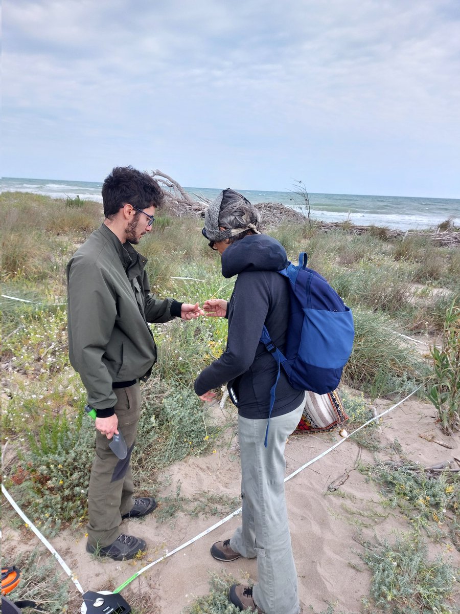 LuciaSantoianni's tweet photo. Annual monitoring of the @lteritaly permanent plots, Foce Trigno - Marina di Petacciato site. 
Stay tuned for updates on our coastal ecosystems! 🌊 #LTERItaly #CoastalMonitoring #EnviXLab #biodiversity https://t.co/KPk6990tvJ