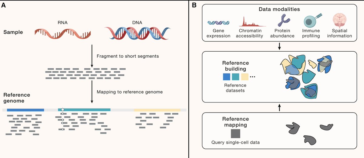 Computational methods have enabled the creation of large-scale single-cell atlases, akin to reference genomes, but these are costly and complex to build. Our perspective at @CellCellPress, alongside @YUHANHAO2, @satijalab, and @fabian_theis, discusses how the reference mapping