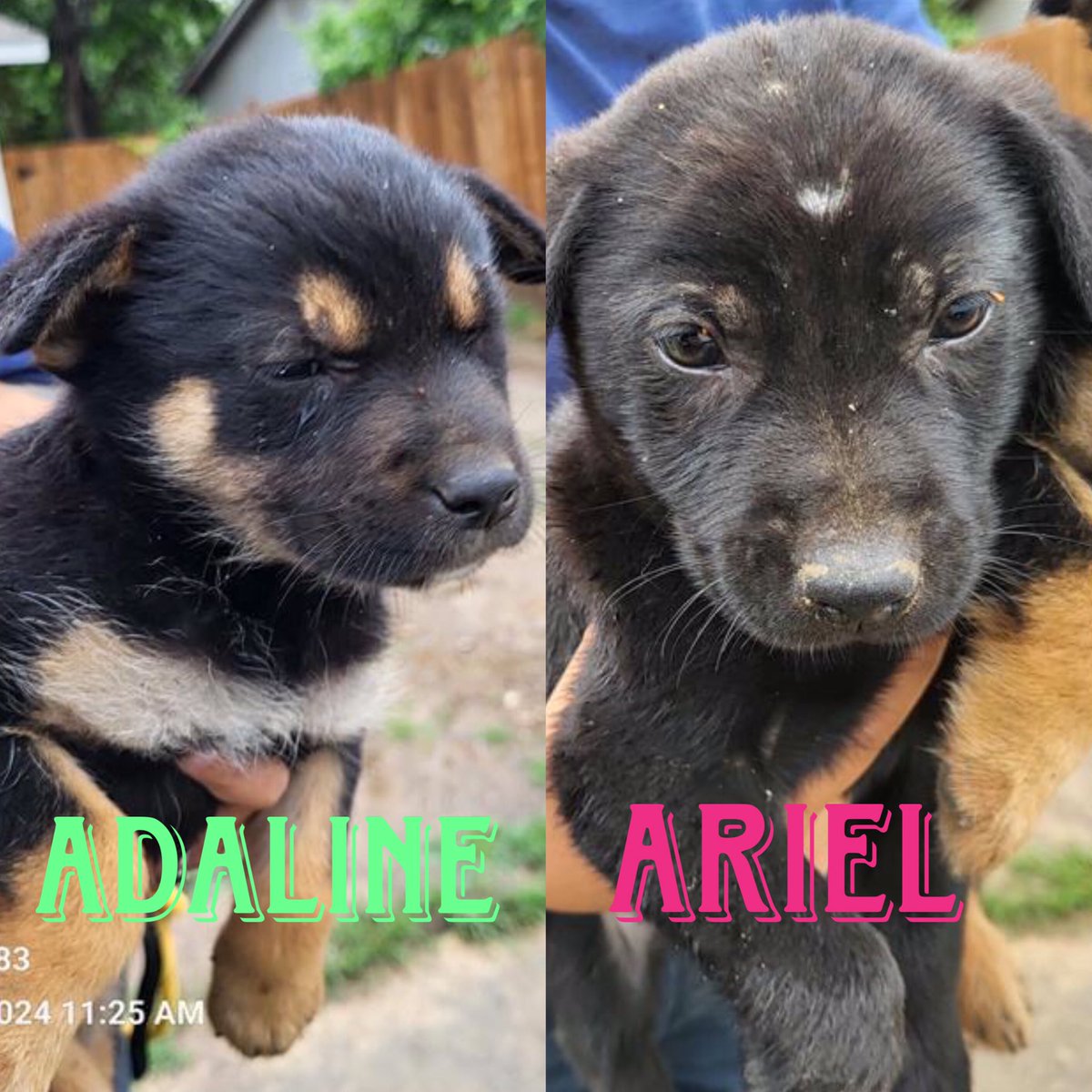 🆘 THESE PUPPIES FROM 2 TO 3 MTHS OLD ARE TO BE KILLED ☠️ TODAY 5.9 BY SAN ANTONIO #TEXAS‼️

GUNNAR #A712332 
Labrador Retriever

YVETTE #A712192 
Chihuahua

ADALINE #A712201
ARIEL #A712202
German Shepherds

#Foster/#AdoptDontShop ☎️2102074738
#PledgeForRescue