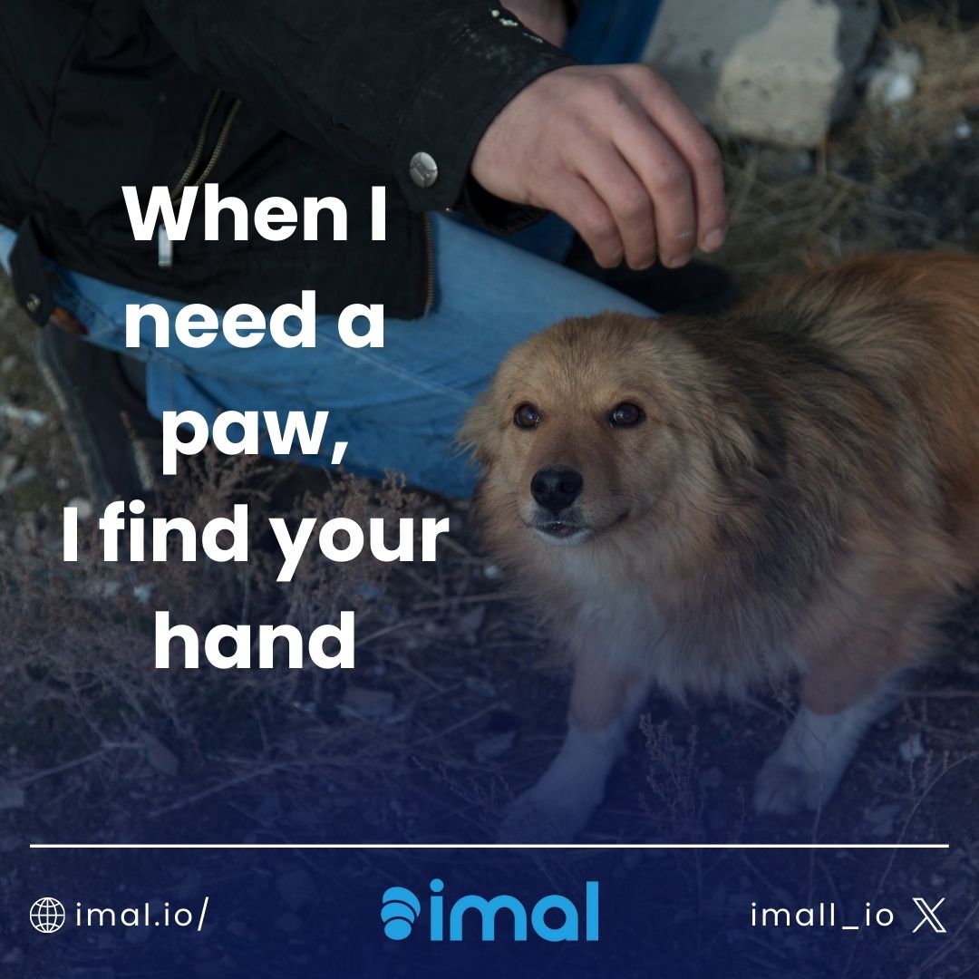 The IMAL project aims to touch the lives of stray animals by transferring BNB Coins obtained from animal lovers' purchases to animal welfare organizations and shelters. You can contribute to supporting stray animals by earning IMAL tokens. #imal #animallovers #strayanimals