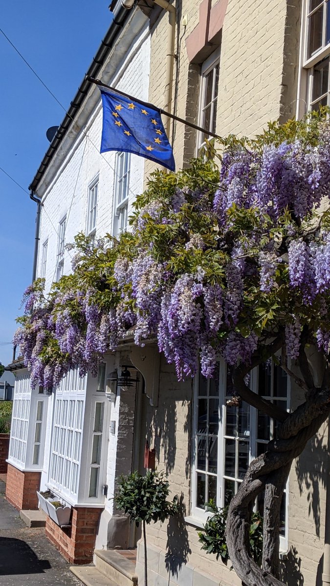 Remember it’s May 9th! Europe Day and our wisteria is in full bloom. And the skies are blue. A day that was established to work towards lasting peace.
