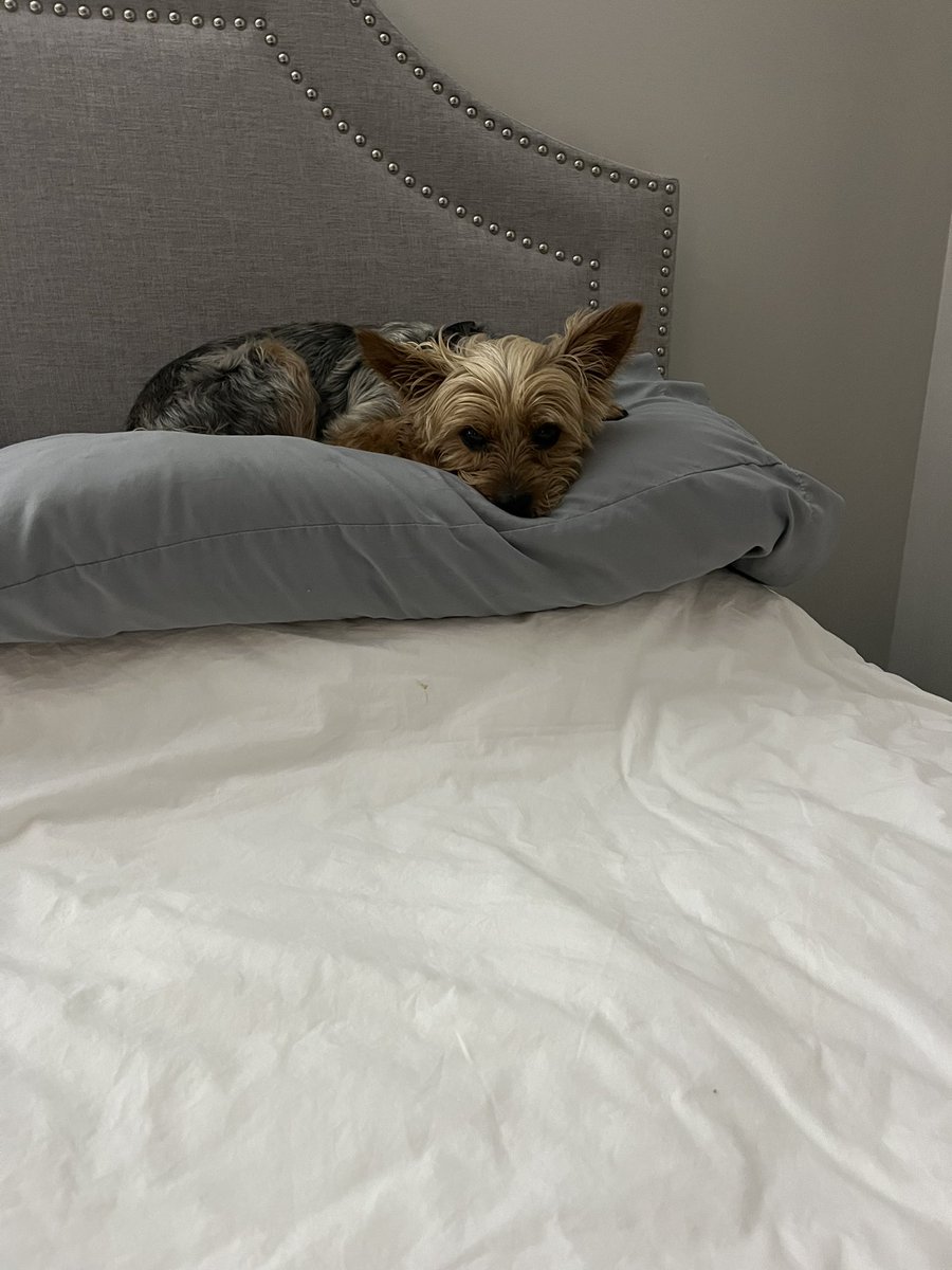 @UnderdogDrafts my #Yorkie Nico is going thru stages of grief bc there is no Yorkie draft on @UnderdogFantasy You can see from the photos he’s been in denial, had fits of anger, and now is depressed. Can you help Nico by creating a Yorkie puppy draft?! @stacy_perez83