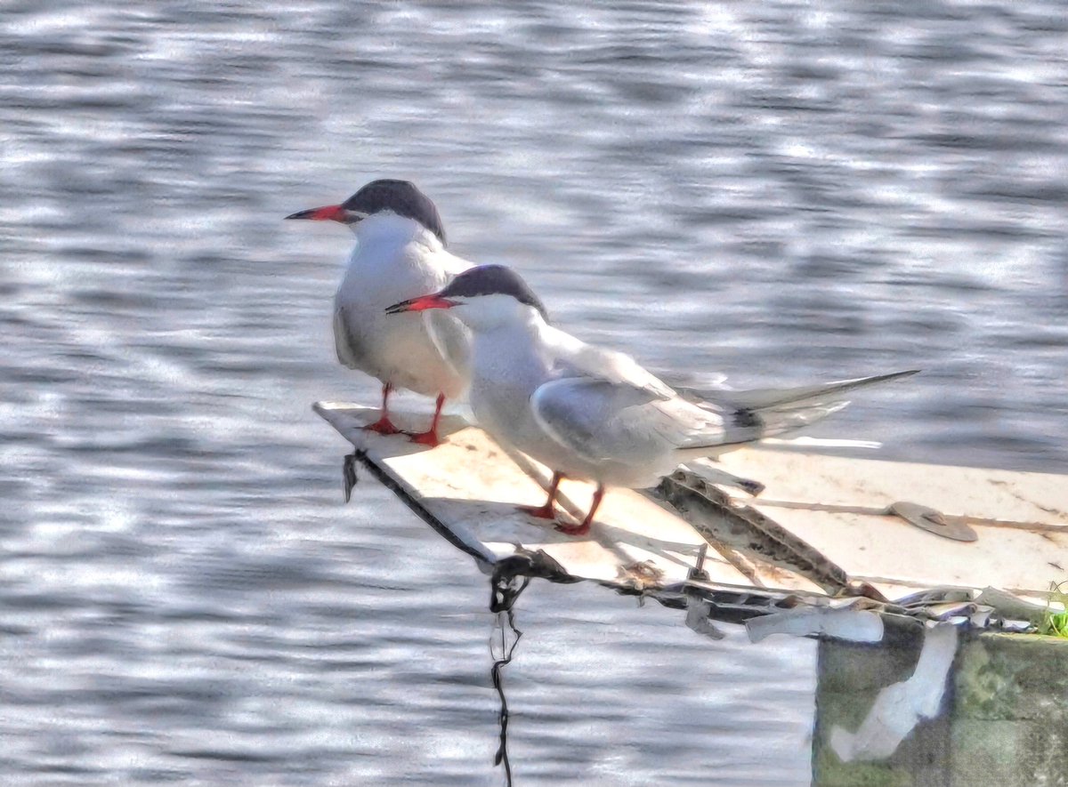 Pair of Common Tern from today #birdphotography #BirdsSeenIn2024 #birdwatching
