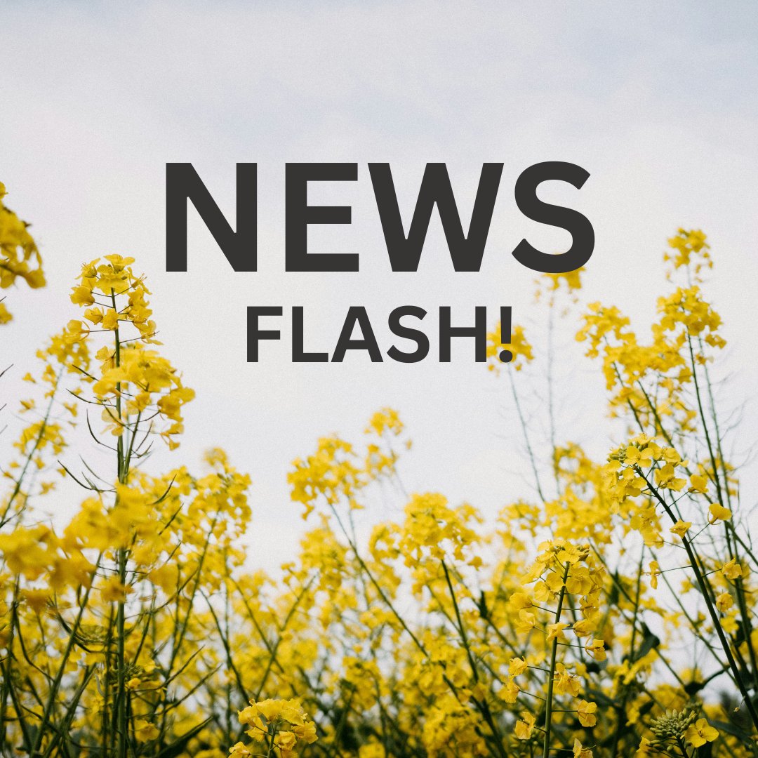 📈 #OSR prices continue to soar! Since January, the price of oilseed rape has been on a steady upward trajectory. Check out insights from United Oilseeds MD, James Warner, on this significant rise: tinyurl.com/5dk6czja

#Agriculture #Farming #Commodities