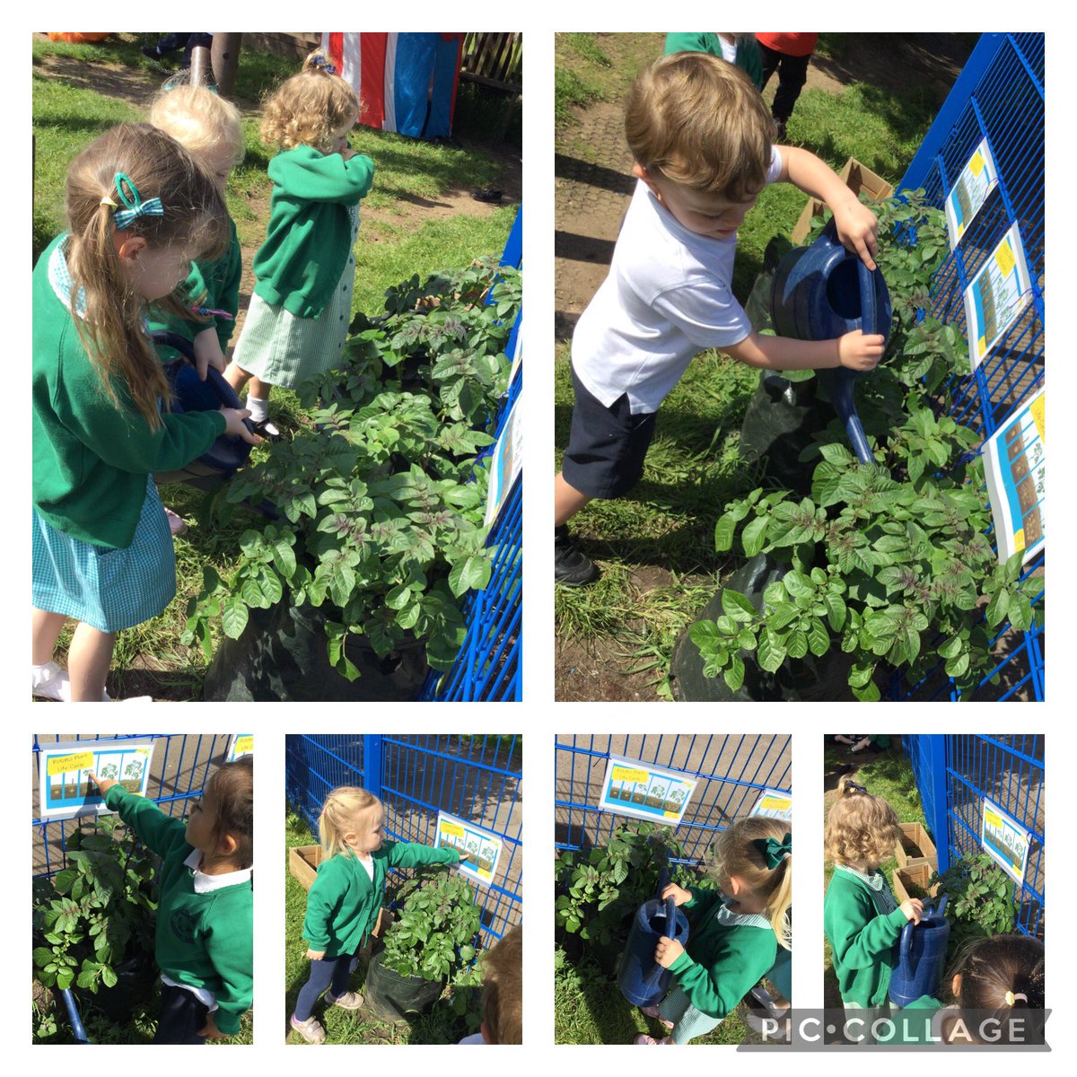 The Nursery children are really enjoying caring for their potato plants. The potatoes have reached stage 3 already! The plants will soon be flowering! Praying for a bountiful crop.