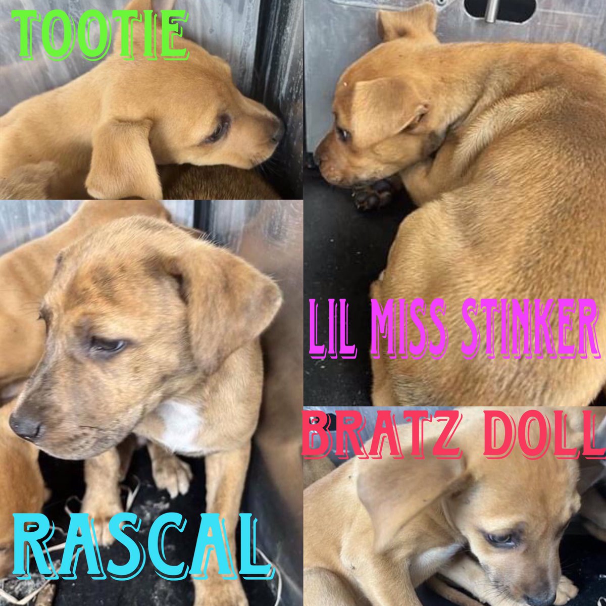 🆘 THESE 3 MTHS OLD PUPPIES ARE TO BE KILLED ☠️ TODAY 5.9 BY SAN ANTONIO ACS #TEXAS‼️ Terriers RASCAL #A712245 M TOOTIE #A712246 F BRATZ DOLL #A712247 F LIL MISS STINKER #A712248 F #Foster / #AdoptDontShop ☎️2102074738 #DogLovers #PledgeForRescue 🙏🏼