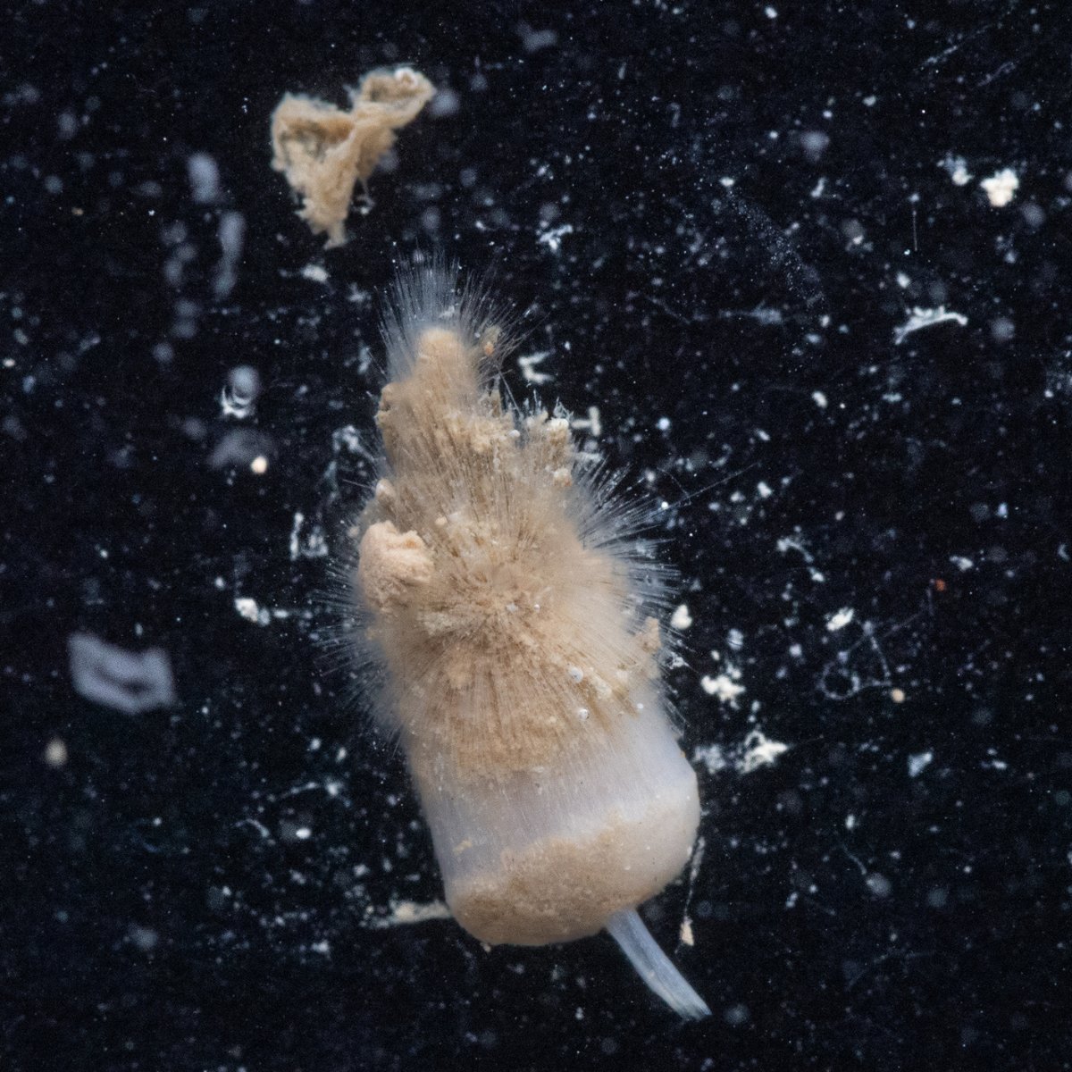 🌊 A few days in and our #ArcticDeep expedition has already revealed some exciting finds!

The first push core samples from the ROV dive to 3000m on the Knipovich Ridge have returned a beautiful array of deep sea invertebrates like crinoids, sea stars, and sponges.