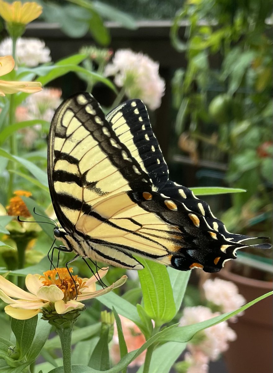 Eastern Tiger Swallowtails are the most plentiful butterfly in our area due to the abundance of their host plant, the Tulip Tree. Annual zinnias are a great nectar source and I grow them from seed every winter in my kitchen to supplement the garden perennials 🦋#InsectThursday