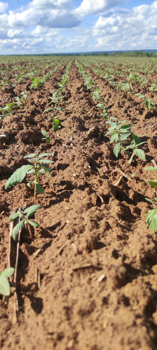 pierrot8042's tweet photo. Le chanvre aubois #lachanvrieredelaube profite des belles journées ensoleillées pour vite grandir. https://t.co/xL5rwVe1f7