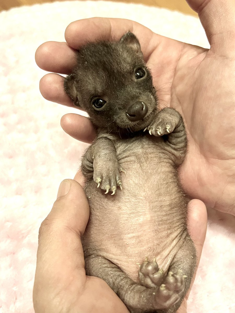 5月9日愛するメイちゃん 2歳のお誕生日おめでとう🎉🍠🦡 お誕生日会は19日つくしとムギもお誕生日を迎えてから一緒にしようね😉