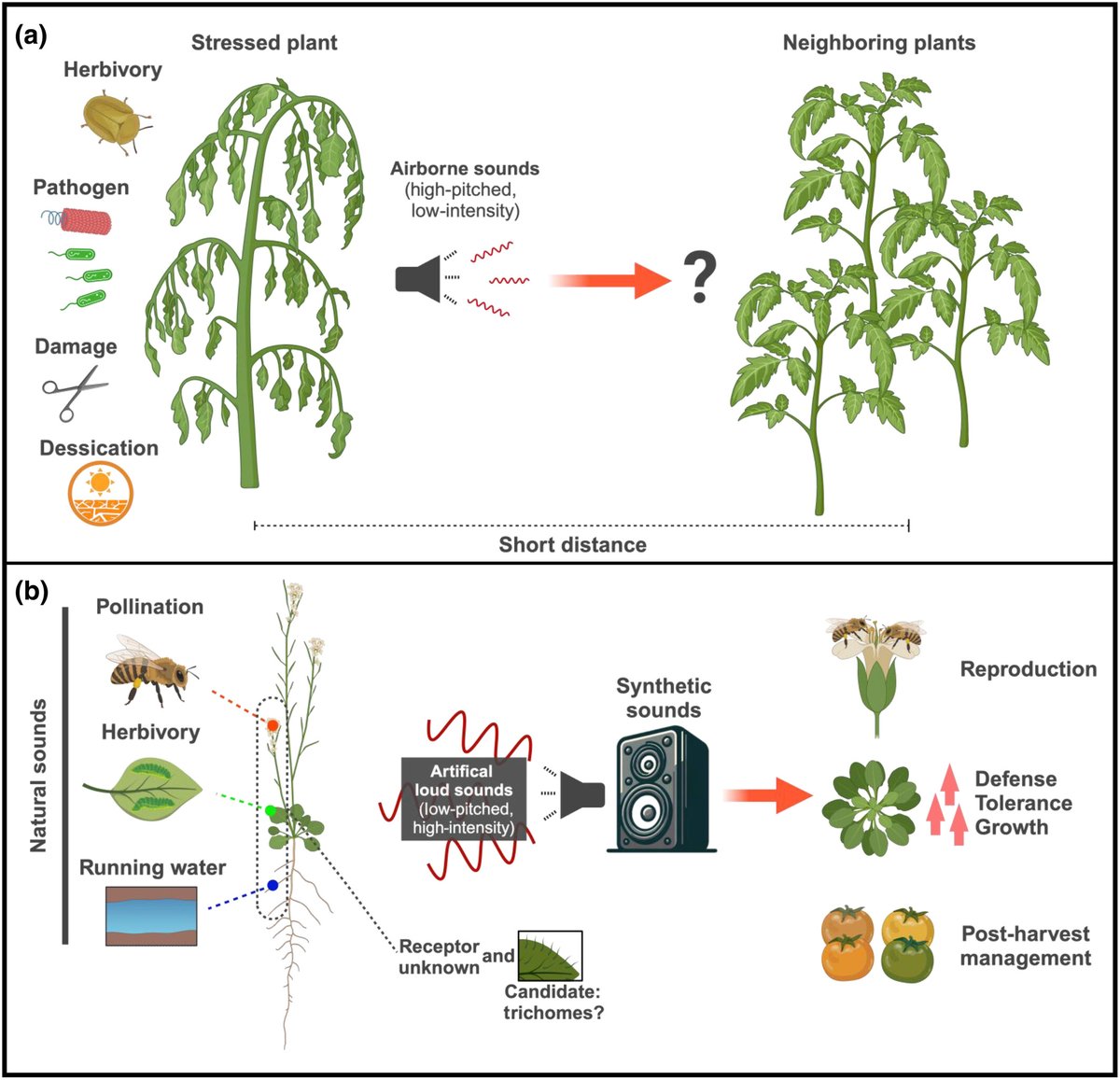 📢 Is plant acoustic communication fact or fiction? Read the Viewpoint by Jin-Soo Son, et al. 📖 ow.ly/tV0C50RztLT #LatestIssue @MathevonNicolas @wileyplantsci @wileyecolevol