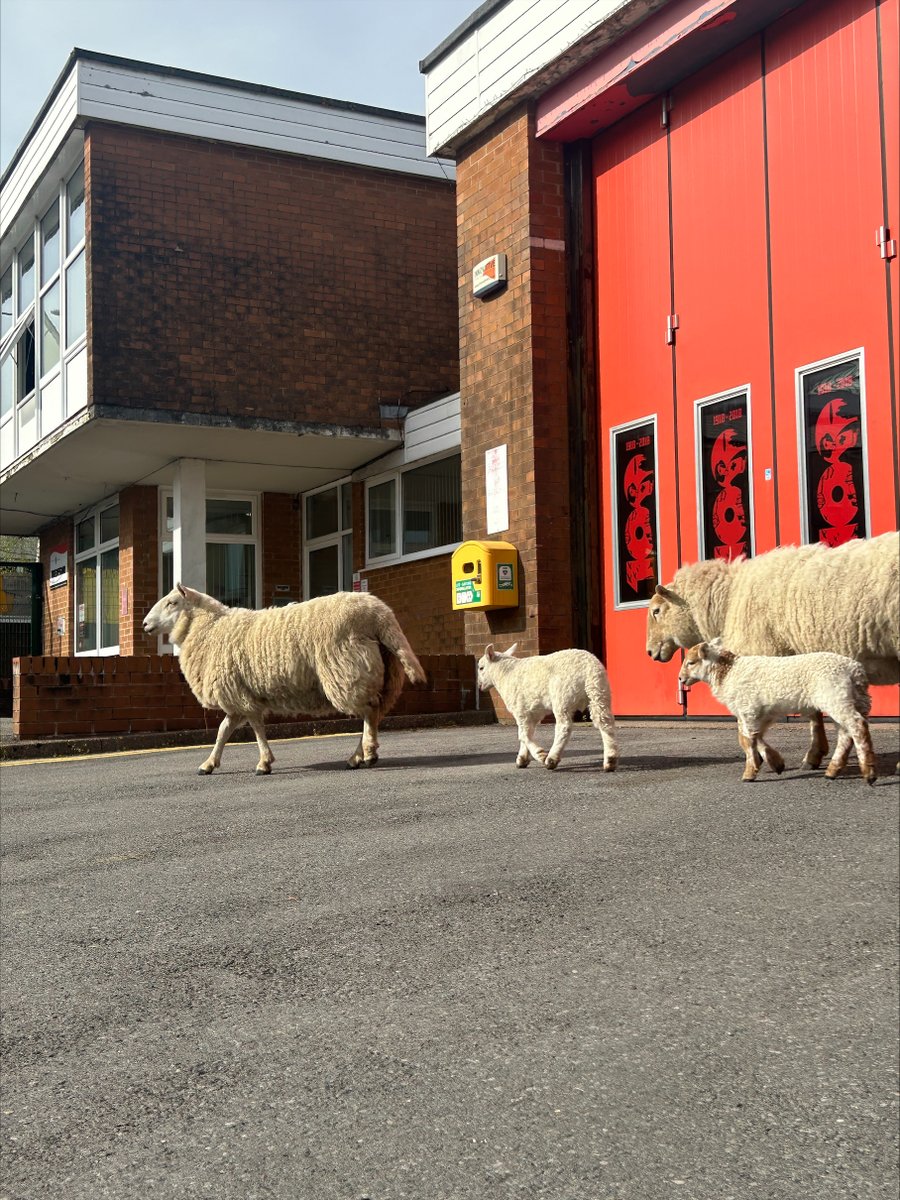 🐑 Trigolion lleol #Tredegar yn cyrraedd i gael cyngor ar ddiogelwch tanau gwyllt.

🔥 Mae tanau gwyllt yn peryglu ein cymunedau, criwiau a bywyd gwyllt, ac yn achosi difrod difrifol i dirwedd #DeCymru

👀 Os gwelwch dân neu unrhyw un yn cynnau tân, ffoniwch 9️⃣9️⃣9️⃣ ar unwaith.