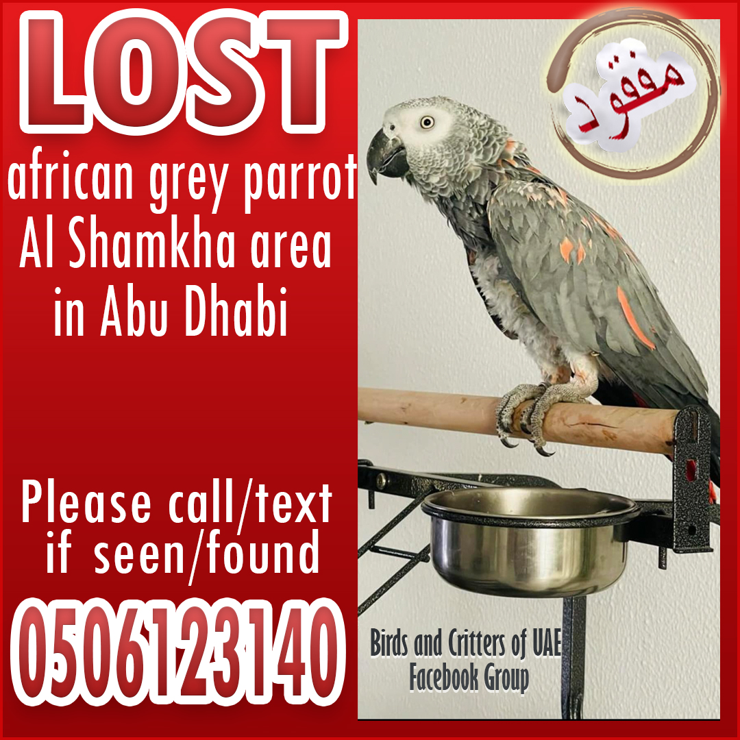 #lostparrot #lostparrots #lostafricangrey #lostandfoundparrots #lostandfoundparrotsinuae #birdsandcrittersofuae #lostpets #lostpet  #lostpetsuae #africagreyparrot #africangrey #uae #abudhabi #abudhabipets #alshamkha #alshamka #shakhboutcity #abudhabiparrots