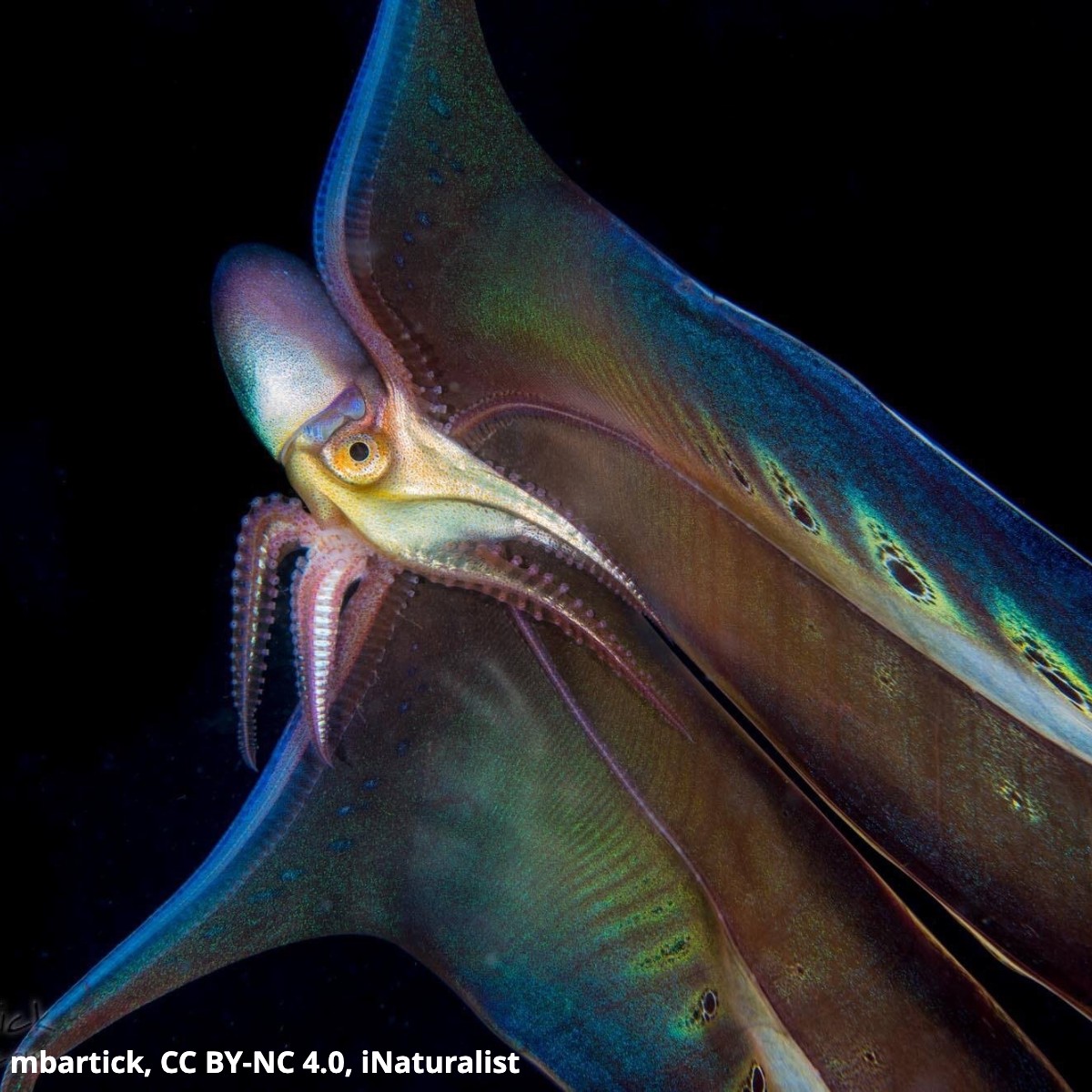 Meet the Indo-Pacific violet blanket octopus! Females grow up to 6 ft (2 m) long—and are more than 10,000x larger than males. They also sport massive “blankets,” or webs of skin connecting their dorsal arms, that they can detach to distract predators.