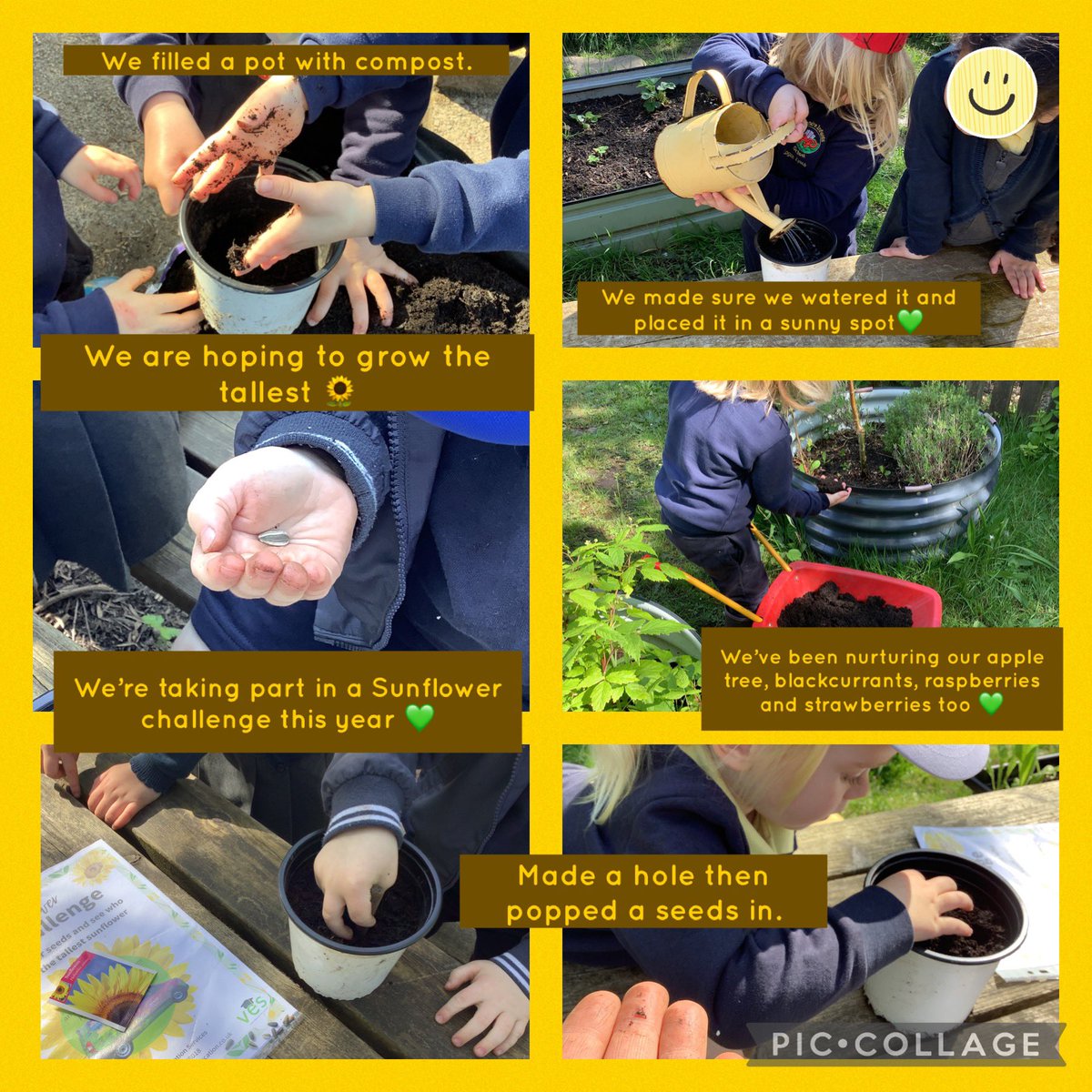 So today Nursery planted some 🌻seeds. We chatted about what a seed needs in order to grow and how we can help them to thrive💚 We are curious about when we will start to see growth🌱 #authenticlearning #seizetheseason #OL