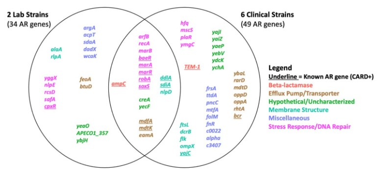 This @JournalSpectrum study investigates cryptic resistance, an adaptive resistance mechanism, & unveils novel (cryptic) antibiotic resistance genes that confer resistance when amplified within 8 E. coli strains derived from clinical & laboratory origins. asm.social/1Ra