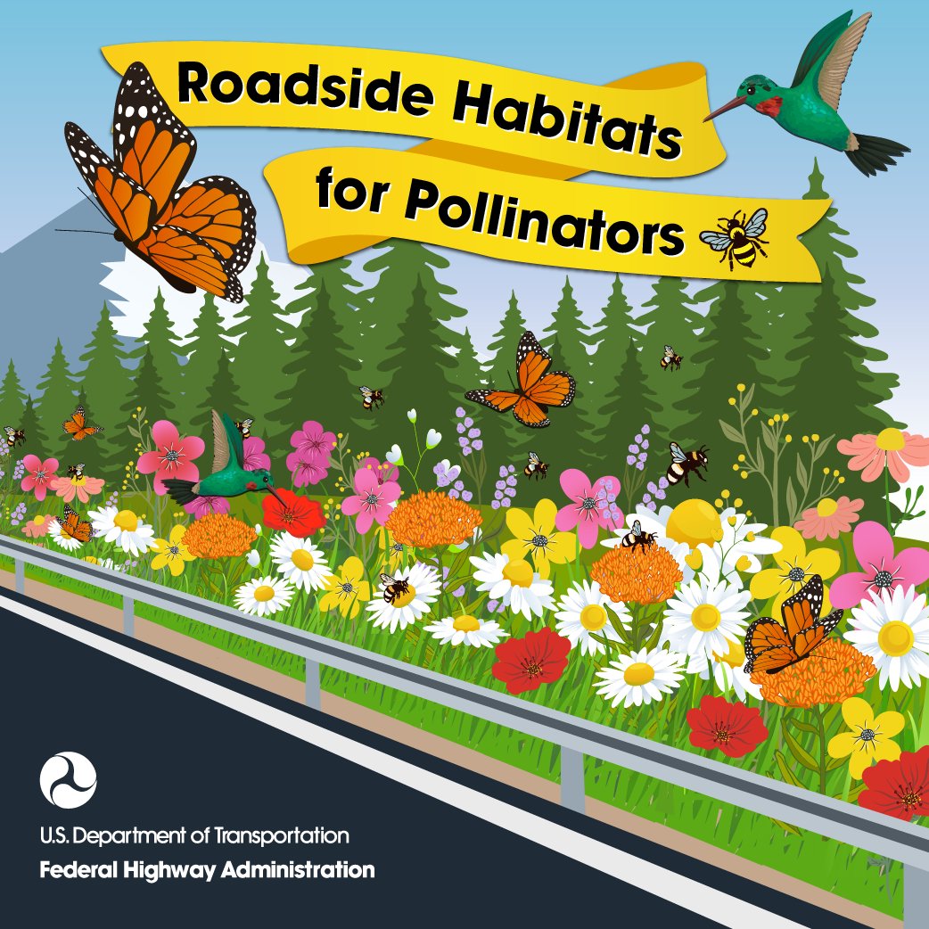 FHWA’s Roadside Pollinator Program provides discretionary funding to create, restore, and protect roadside pollinator habitat. Pollinators are critical contributors to our nation’s economy, food system, and environmental health. environment.fhwa.dot.gov/env_topics/eco…