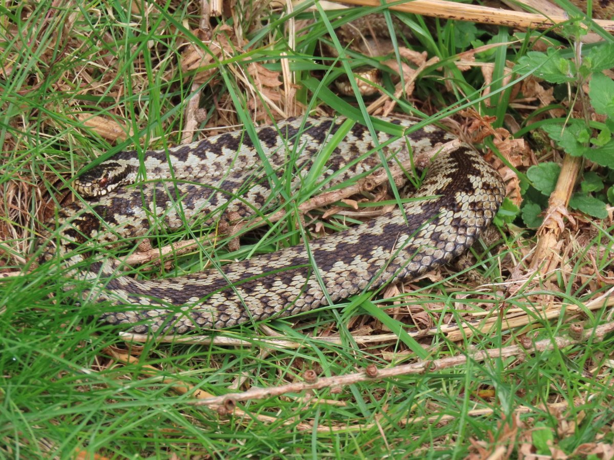 2 pairs of Adders seen this morning.