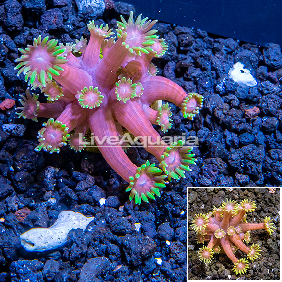 Exclusive preview of fresh arrivals at Diver's Den WYSIWYG Store, debuting today at 5pm CST!
👉bit.ly/4dABy2q
#diversden #liveaquaria #wysiwyg #saltwateraquarium