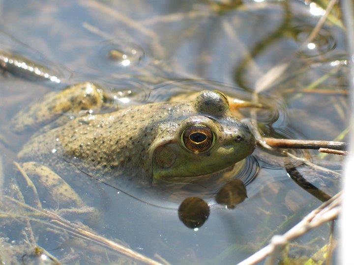 In the American Southwest, national parks are collaborating to prevent a common threat. Hint: they croak.  See how #InflationReductionAct funds are being used to control invasive American Bullfrog species and promote native restoration. ➡️ go.nps.gov/ira-amphib #AmphibianWeek