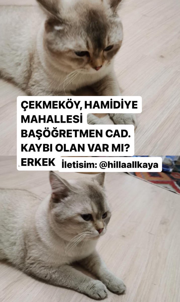 İstanbul Çekmeköy’de kedisi kaybolan var mıdır? Hilal Hanım Tel: 0552 946 91 75