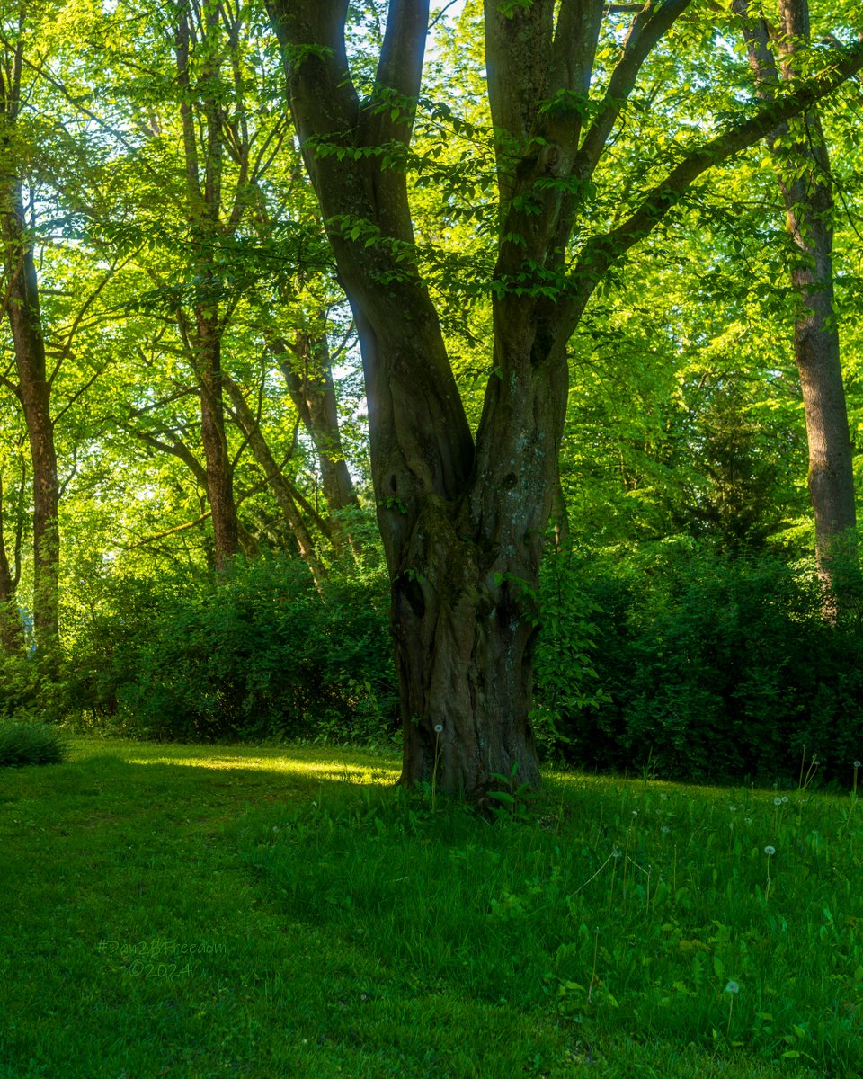📷 1/60 sec at f/16, ISO 640 - 1/125 sec at f/5,0, ISO 320, 40 mm prime #dan23freedom
#germany #nordrheinwestfalen #tree_magic #sunlight #nature #urbanpark #ForestMagic #Greenery #TreeLovers #FloralBeauty #SunlightThroughTrees #PeacefulScenes #BluebellWoods #WoodlandWonders