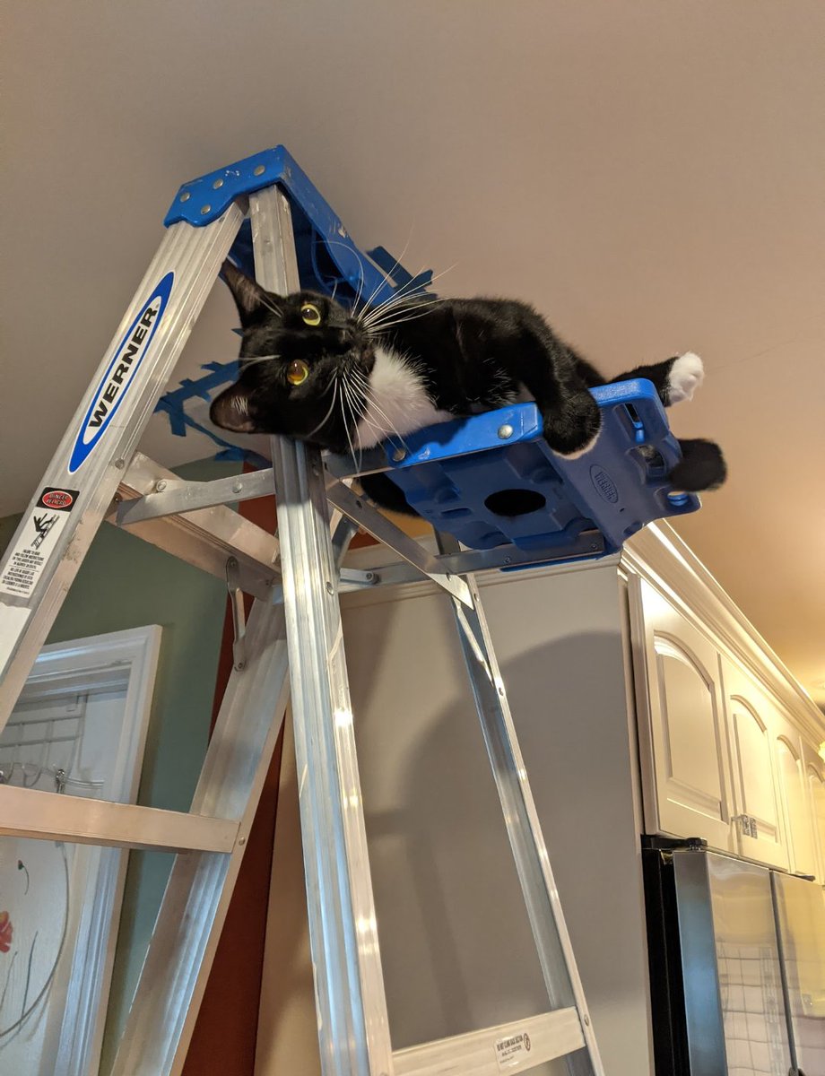 I beat the roofers to the ceiling! This is now my domain!

#mrdarcy #tuxedocat #tuxedocats #cats #cat #CatsOfTwitter #tuxedocatsoftwitter #tuxedofeatures #adoptdontshop #cute #cutecat #mrdarcytuxcat #meow #catmom #ThrowbackThursday #thursdaymorning #Thursday #climbing
