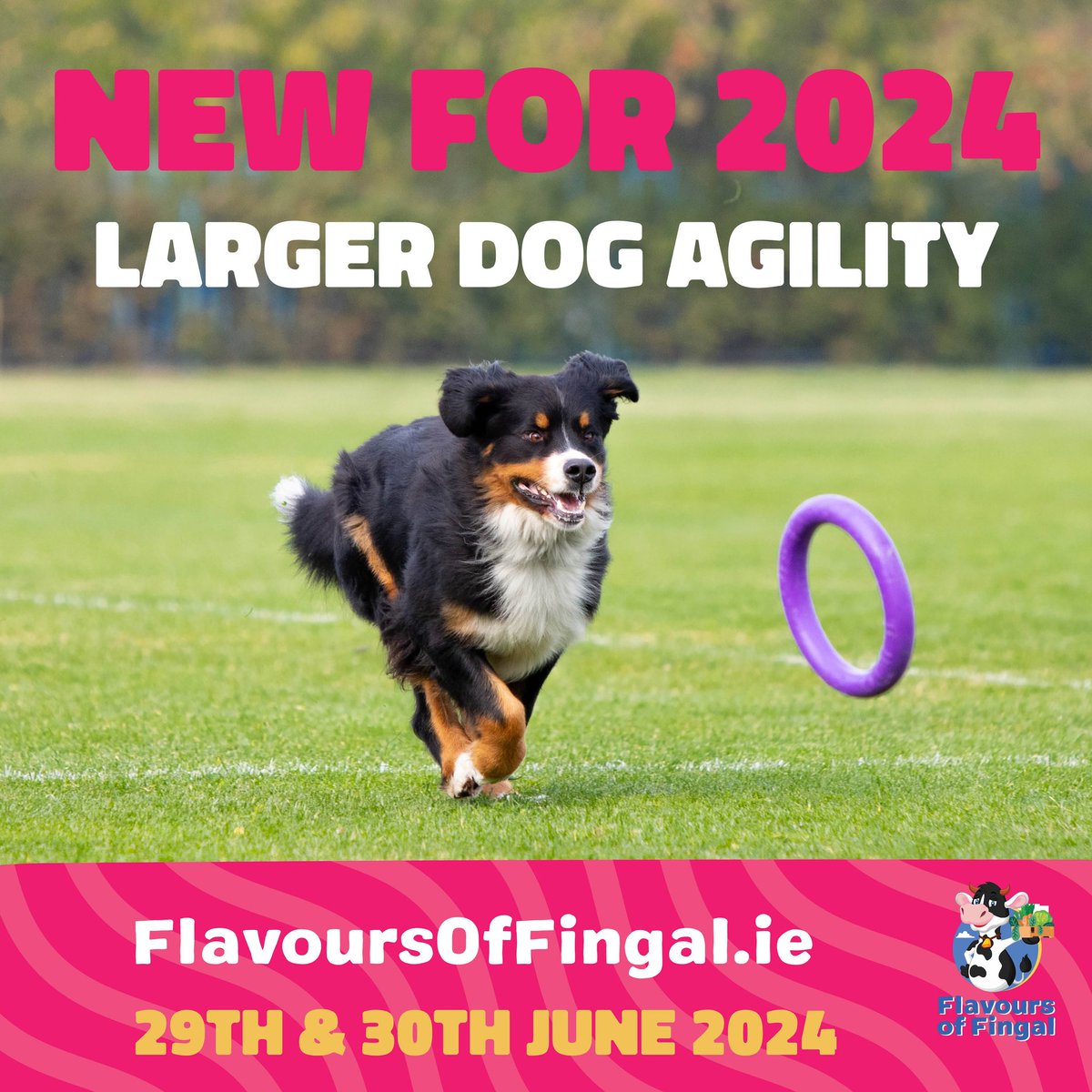 FLAVOURS OF FINGAL NEW For 2024...Larger Dog Agility Please visit the link below for more information 🐕 eventsinfingal.ie/events/flavour… @Fingalcoco