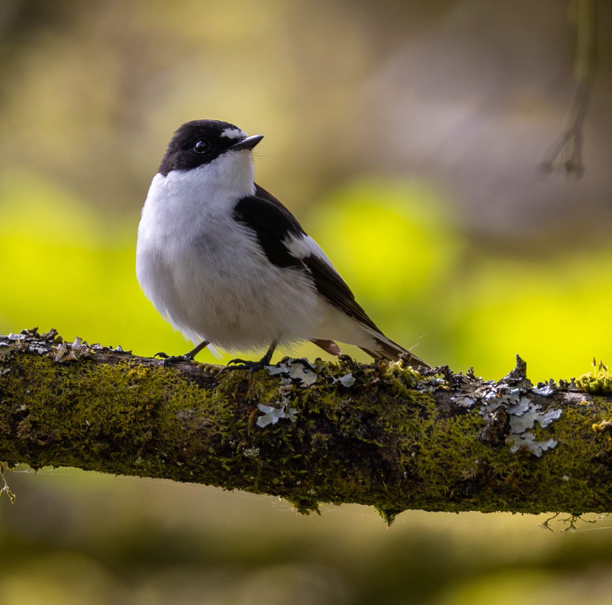 Nice to get my first Pied Flycatcher of the year