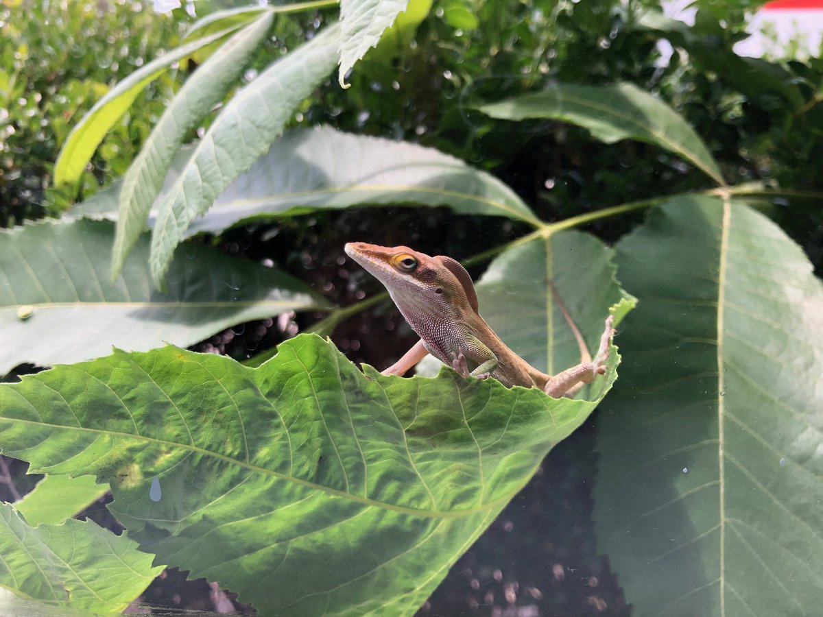 Georgia Southern Herp Collection (@herpgsu) on Twitter photo A Green Anole (Anolis carolinensis) enjoying the late spring sunshine in south Georgia. Our collection holds 216 specimens. Photo by @CRCBiologist. #anoles #lizards A Green Anole (Anolis carolinensis) enjoying the late spring sunshine in south Georgia. Our collection holds 216 specimens. Photo by @CRCBiologist. #anoles #lizards