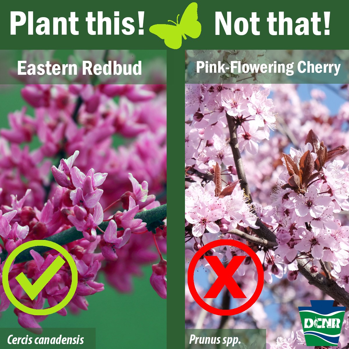 Flowering cherry trees are popular for their pink blossoms. These hybrid ornamental trees are not native and aren’t well adapted to their surroundings. A native alternative is #EasternRedbud which blooms in spring with purple flowers. More on natives ➡️ bit.ly/2JZs99I.