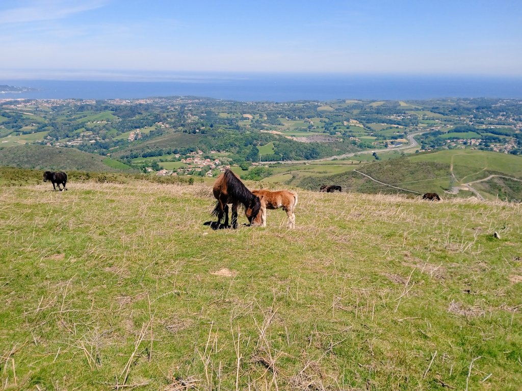 AnaErasun's tweet image. Moxala gosetzen denean, errapera fite.
#moxal #Xoldo #Biriatu