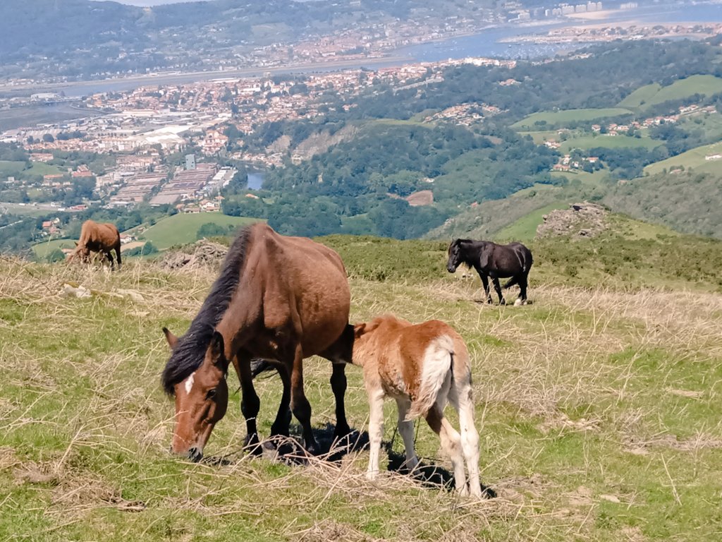 AnaErasun's tweet image. Moxala gosetzen denean, errapera fite.
#moxal #Xoldo #Biriatu