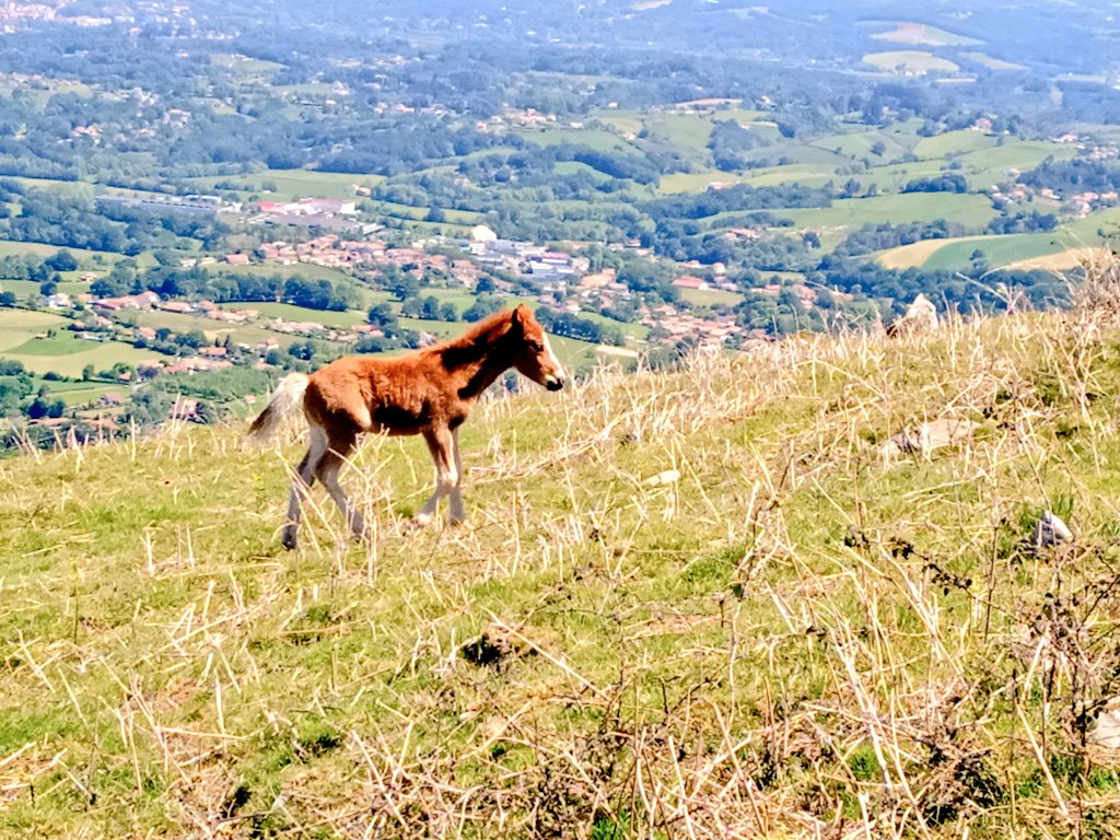 AnaErasun's tweet image. Moxala gosetzen denean, errapera fite.
#moxal #Xoldo #Biriatu