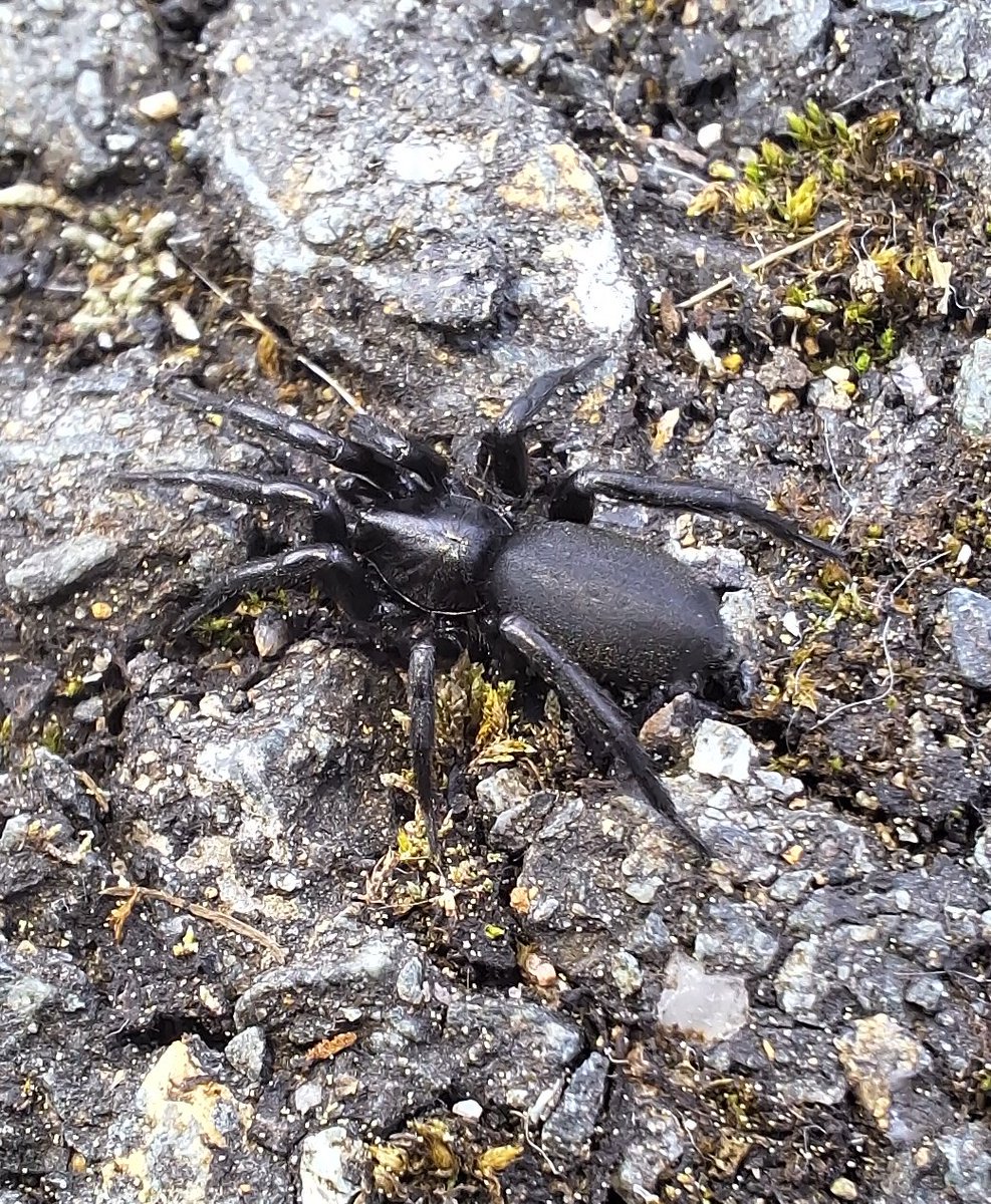 Zelotes species spotted out and about in Wicklow today. Awesome looking spiders. 🕷