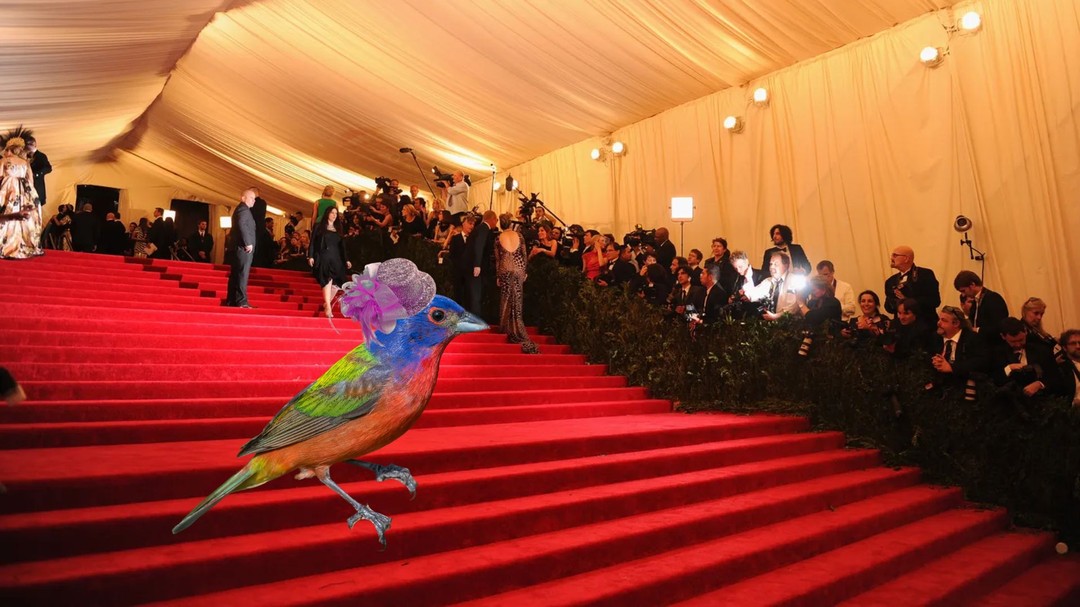 What bird would you choose to represent North Carolina at the Met Gala?

Hard to beat the painting bunting...