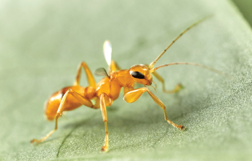 The first known host of the brachypterous parasitoid wasp Olixon testaceum is identified as an Anaxipha cricket, through the DNA barcoding of six Olixon larvae and their hosts. ➡ Find out more: doi.org/10.3897/jhr.97… #wasp #taxonomy #hymenoptera