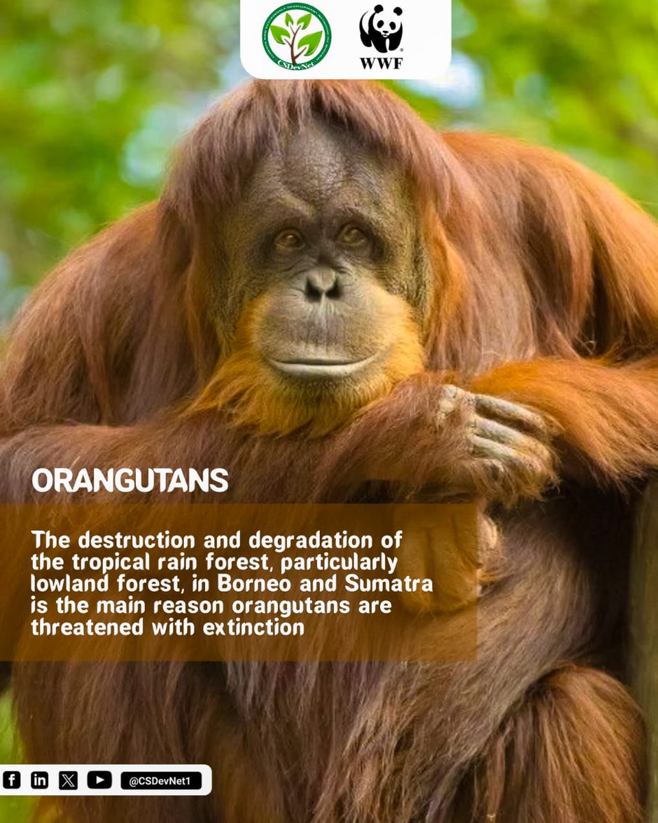 ORANGUTANS: The destruction and degradation of the tropical rain forest, particularly lowland forest, in Borneo and Sumatra is the main reason orangutans are threatened with extinction. #WhatHasChanged? #Act4Nature #ClimateActionNow @CSDevNet1 @PACJA1 @FMEnvng @AfDB_Group @WWF