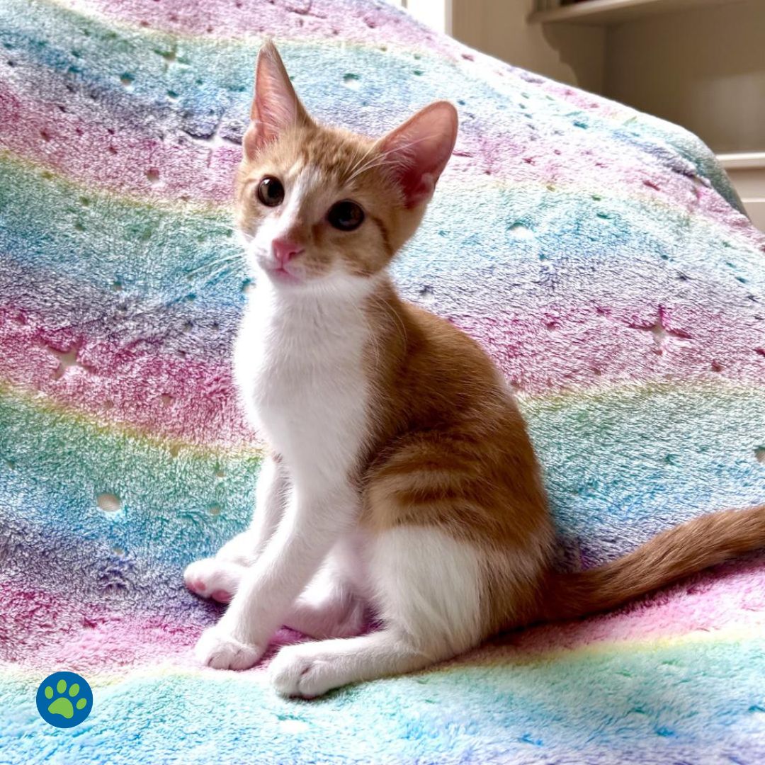 Meet Hermes, the charming and playful kitten ready to love you! 🐾 He's on a mission to find his forever home. Could you be the one he's waiting for? Apply to adopt through the link in our bio. Visit Hermes at PetSmart, Bunker Hill - 9718 Katy Freeway.