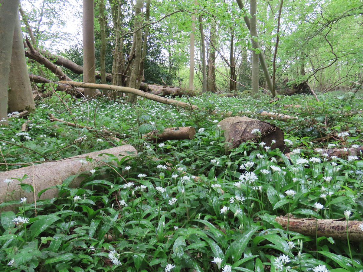 📍Ashwellthorpe, Norfolk, England, UK Wild Garlic (Allium ursinum) in full bloom. @WoodlandTrust #WildGarlic #plants #woodlands #wildlife #wildlifephotography #nature #NaturePhotography #NatureBeauty #NatureLover #countryside #naturelovers #NatureInspired #Norfolk #England #UK
