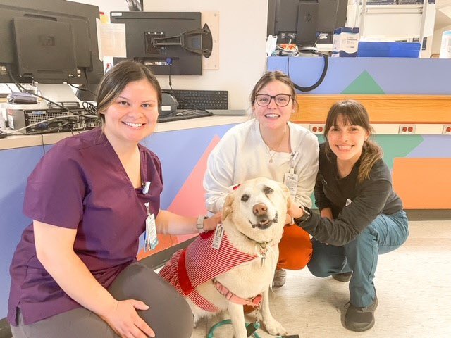 Phoebe, a pet therapy dog at @MassGeneralNews, visited @mghfc during #NationalNursesWeek donning a special outfit -- a nod to the nurses who dedicate themselves to caring for our youngest patients. Thank you all!