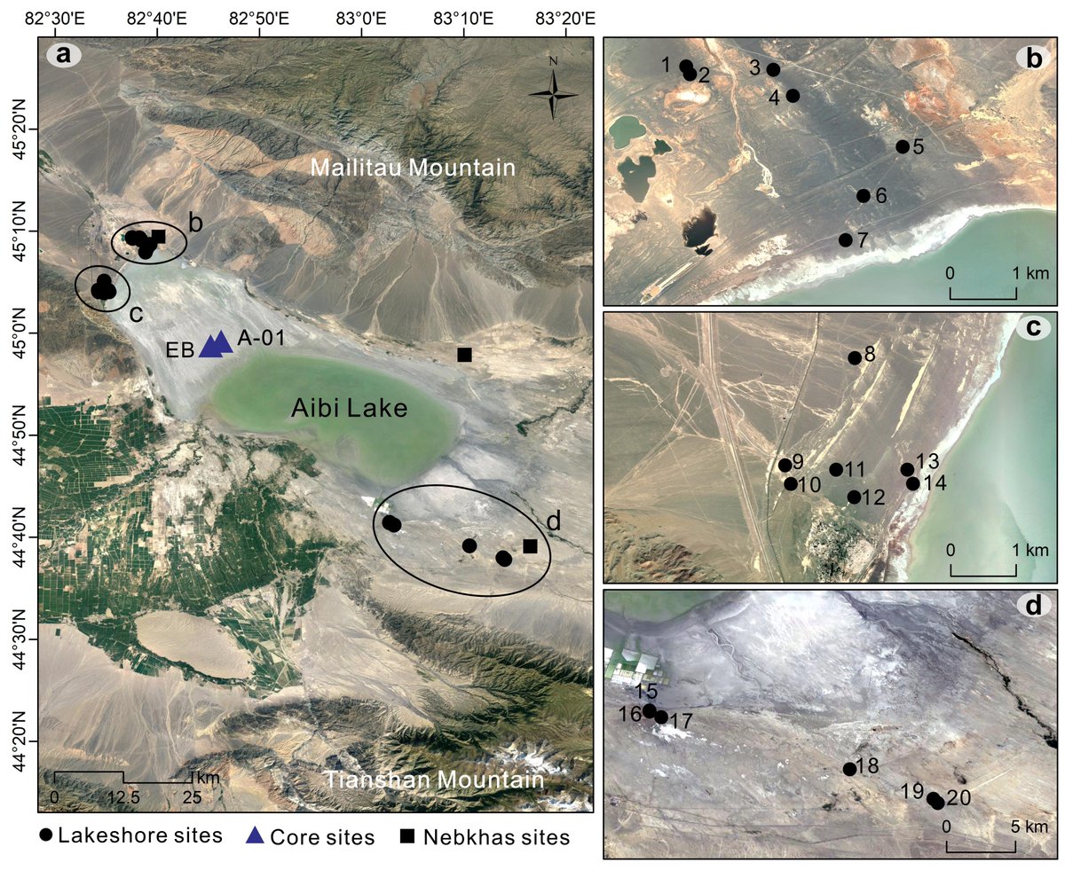 Guoqiang Li et al. explore mechanisms driving hydrological change in arid Central Asia, research for predicting changes in fragile desert-lake ecosystems doi.org/10.1130/B37288… #Paleoclimatology #Holocene #GlacialMeltwater #Westerlies #Monsoon #GSAPubs Image: Fig. 2 of paper