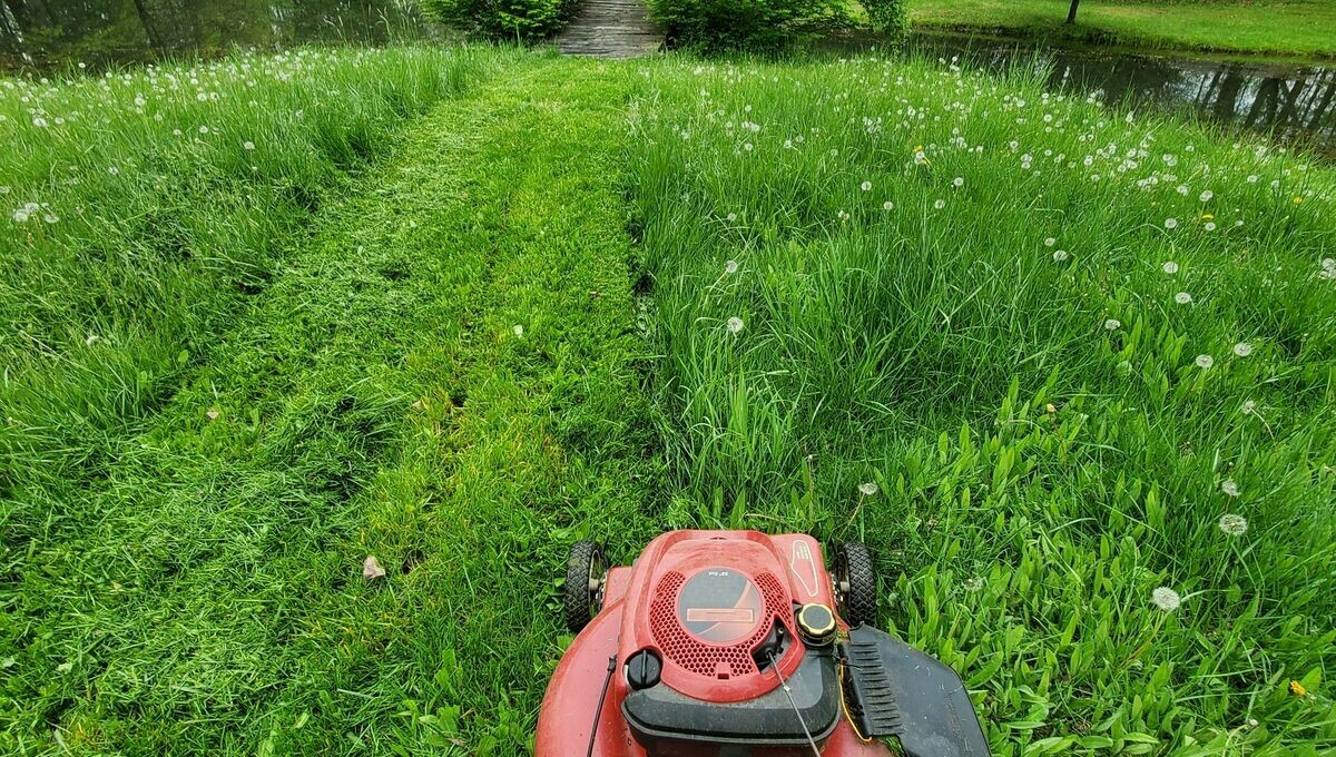 🌼 Jardin : faut-il arrêter de tondre sa pelouse au mois de mai ? ➡️ l.francebleu.fr/UvUq