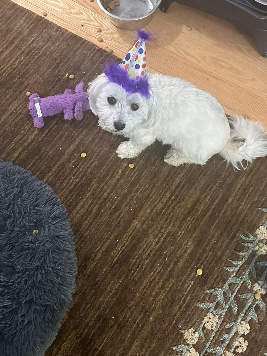 TobyBert1's tweet photo. @ZombieSquadHQ @ZSBirthday @MuddlesDog @ThorSelfies @RhondaHendee @CancerDoggy Oh take you so much Leader Billie, Iz 5 https://t.co/d5wlHuxL91