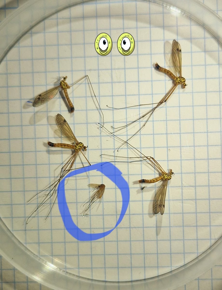 ⚠️ Some inexperienced people tend to misidentify between crane flies (Tipulidae) and mosquitoes (Culicidae). ➡️ Apart of key features, the overall size and length of legs are well-visible! ⬇️ Here some pictures of Nephrotoma crane flies genus vs Culiseta and Culex mosquitoes