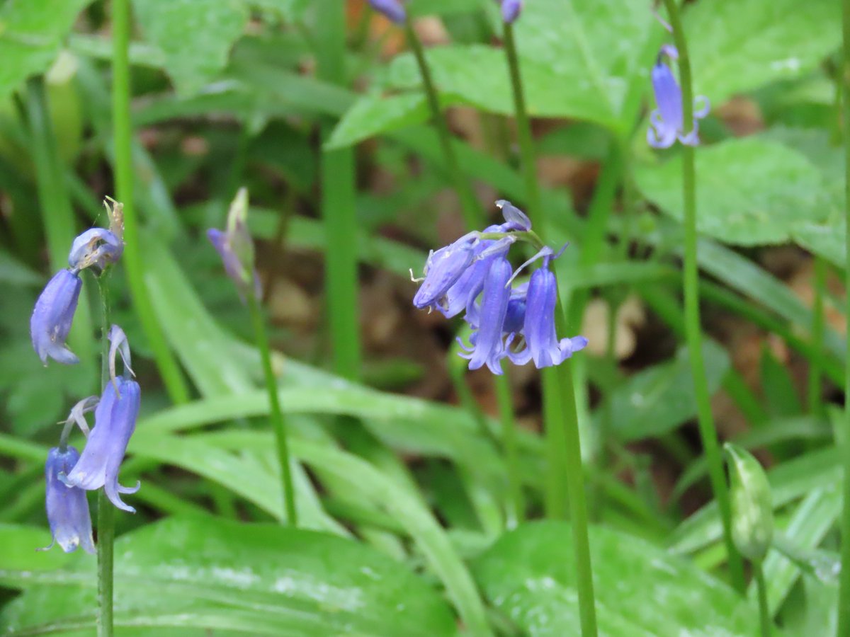 📍Ashwellthorpe, Norfolk, England, UK Stunning Bluebells (Hyacinthoides non-scripta) in bloom recently. @WoodlandTrust #BlueBell #plants #flowers #woodland #wildlife #wildlifephotography #nature #NaturePhotography #NatureBeauty #naturelover #NatureInspired #Norfolk #England #UK