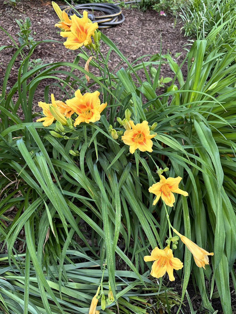 Your daily daylily