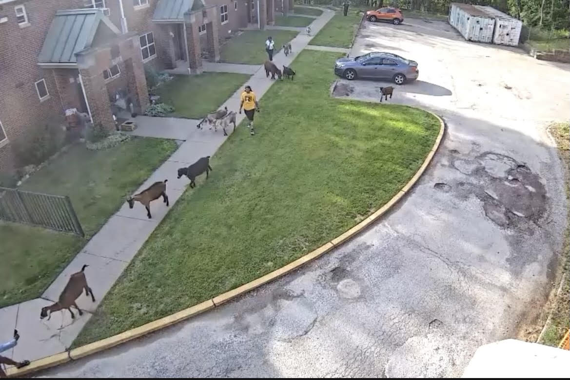 HACP1's tweet image. Tuesday&apos;s storms led to quite the comedic adventure for our @AllGoatscape friends Wednesday evening.

The goats and Diamond the Donkey had a field day when they escaped their enclosure at the Bedford EnVision Center from a hole that was created by the storm&apos;s strong winds.

The…