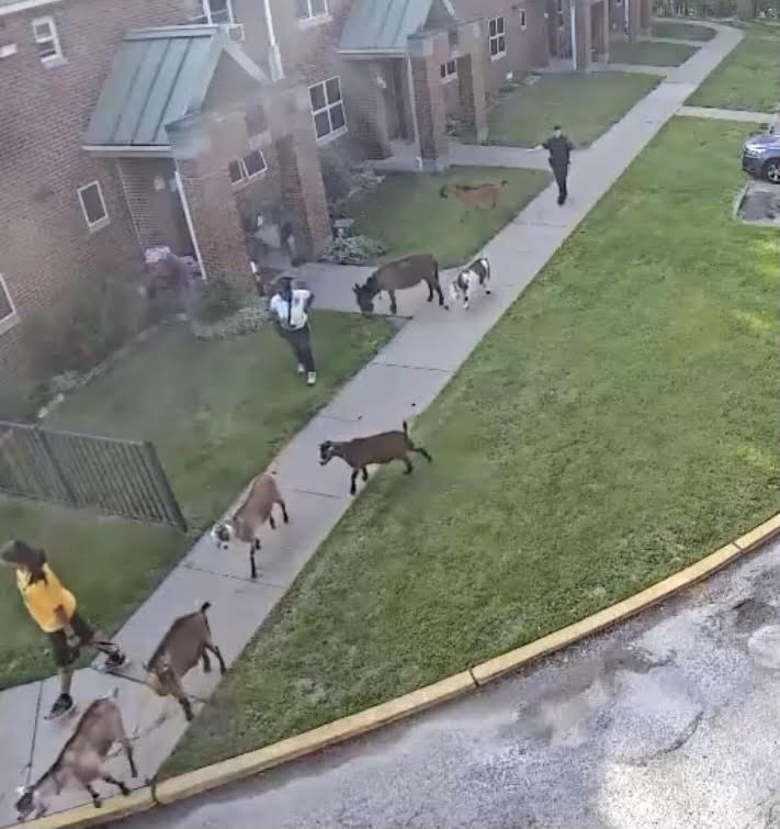HACP (@hacp1) on Twitter photo Tuesday's storms led to quite the comedic adventure for our <a href="/AllGoatscape/">Allegheny GoatScape</a> friends Wednesday evening.
The goats and Diamond the Donkey had a field day when they escaped their enclosure at the Bedford EnVision Center from a hole that was created by the storm's strong winds.
The Tuesday's storms led to quite the comedic adventure for our <a href="/AllGoatscape/">Allegheny GoatScape</a> friends Wednesday evening.
The goats and Diamond the Donkey had a field day when they escaped their enclosure at the Bedford EnVision Center from a hole that was created by the storm's strong winds.
The